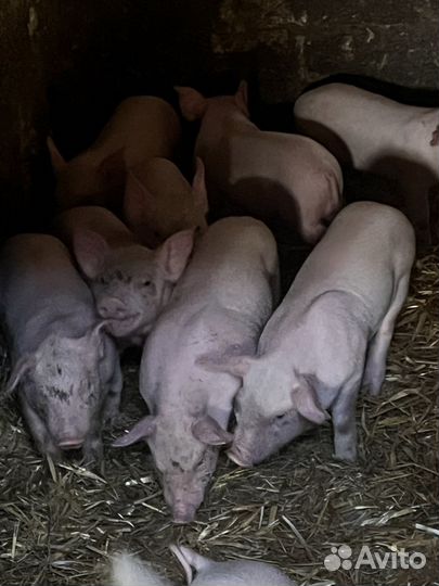 Поросята