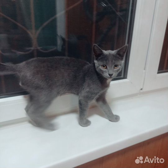 Котенок мальчик