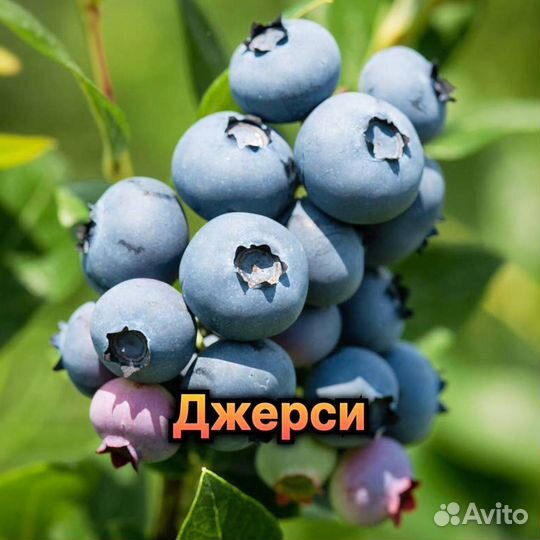 Плодовые декоративные деревья