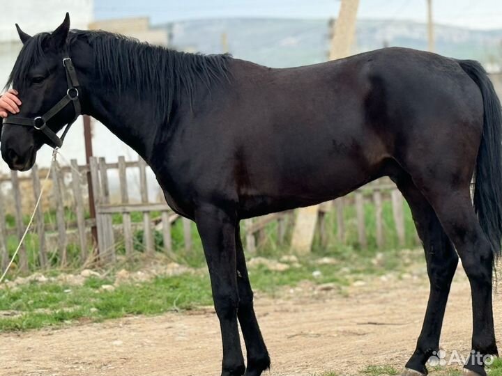 Карачаевский жеребец