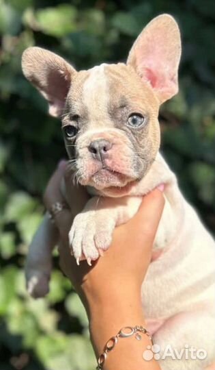 Французский бульдог голубая принцесса