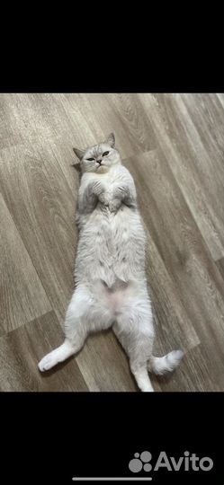 Британская кошка