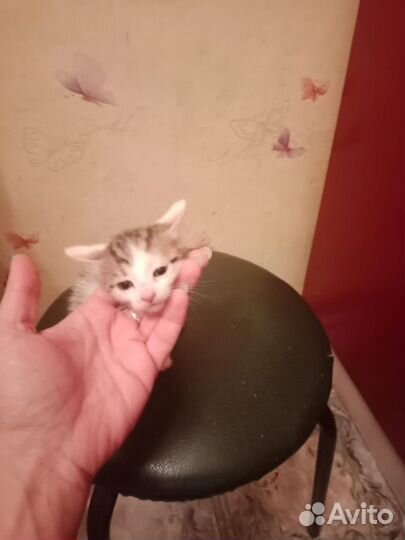 Кошка в дар бесплатно