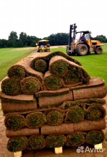 Рулонный газон 