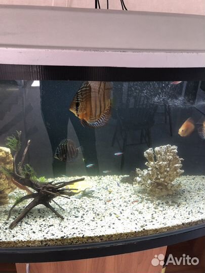 Аквариум с тумбой 170 литров