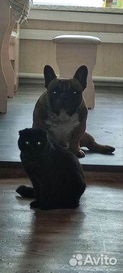 Французский бульдог, кабель вязка