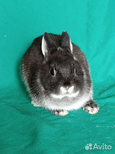 Нидерландский кролик