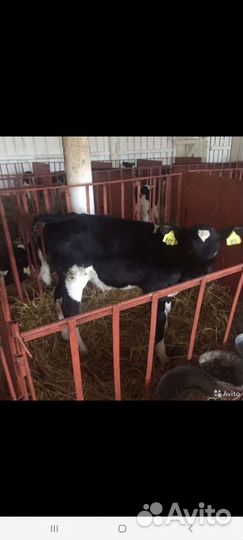 Телята бычки тёлки