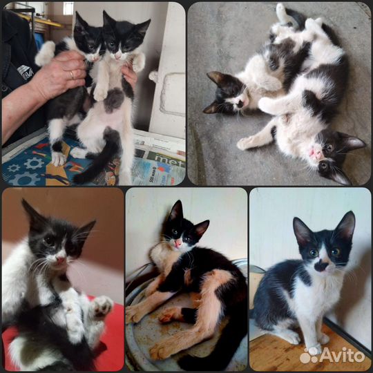 Котята с Завода Салют