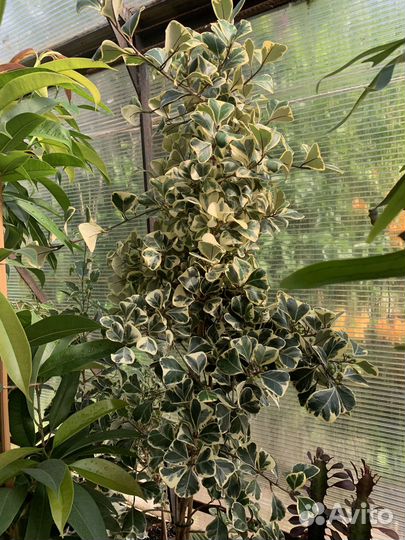 Черенки сортовых фикусов (обновлено)