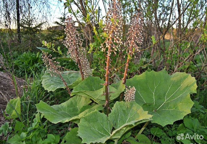 Белокопытник гибридный