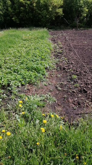 Участок 9 сот. (ИЖС)