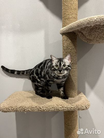 Бенгальский кот