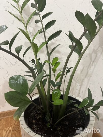 Замиокулькас