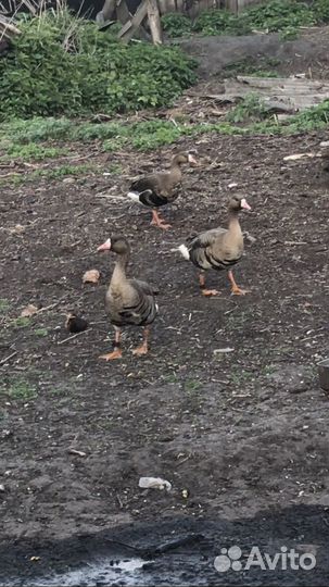 Белолобый гусь