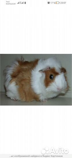 Морская свинка