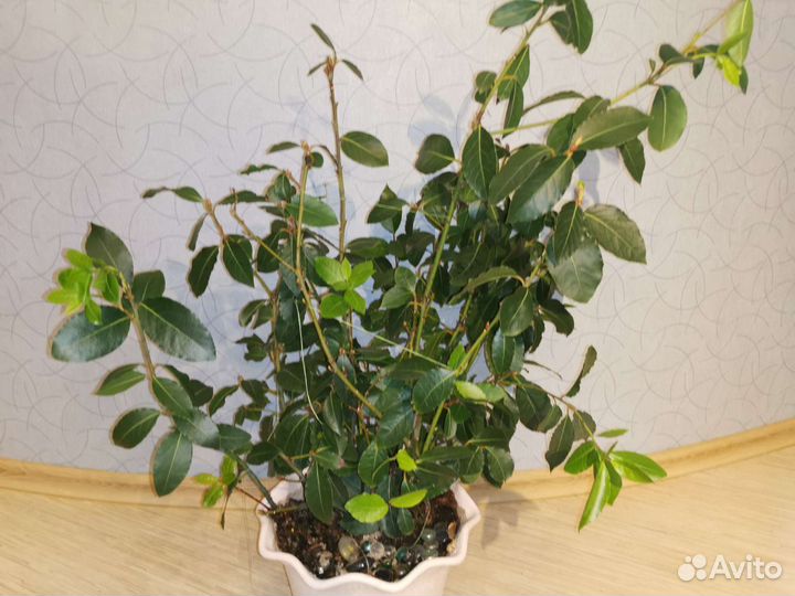 Лавр благородный 65 см