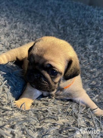 Щенки мопса
