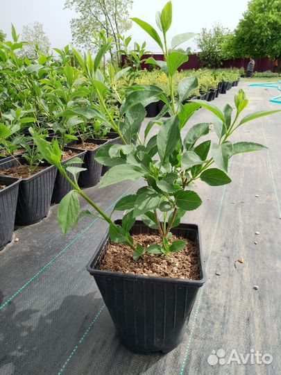 Декоративные растения