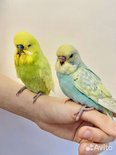 Птенцы Выставочного Волнистого Попугая Чеха Ручные