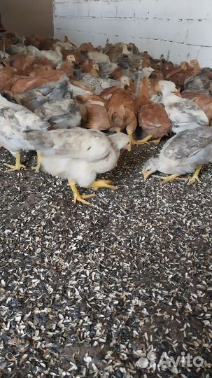 Куры, цветной бройлер