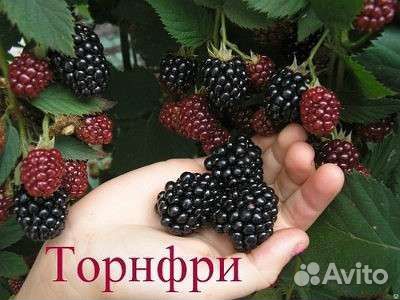 Безшипная ежевика 