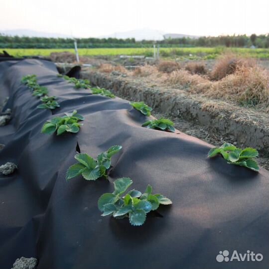 Геотекстиль спанбонд 60/100/130 мкр