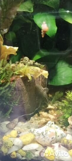 Аквариум травник