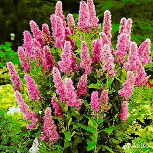 Спирея билларда/дугласа