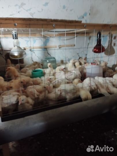 Продам цыплят бройлера