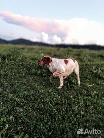 Собаки щенки