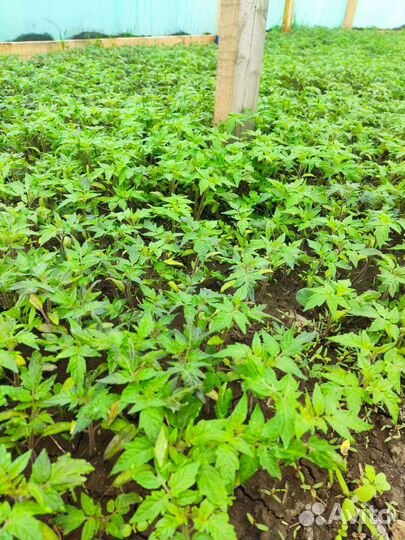 Рассада сладкого перца