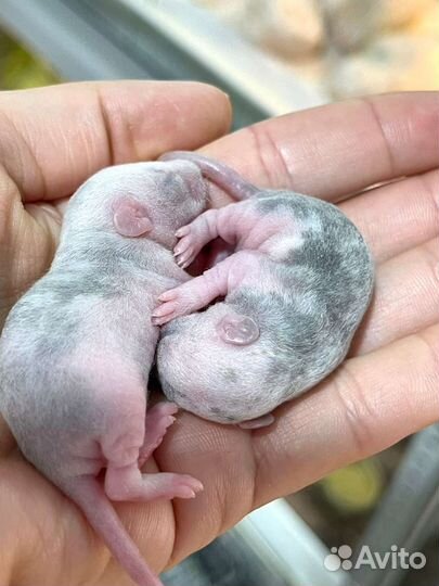 Крысята Дамбо Рекс Марбл (marble)