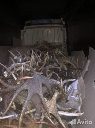 Рога оленя и лося