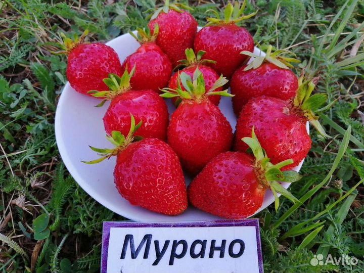 Клубника ремонтантная Мурано
