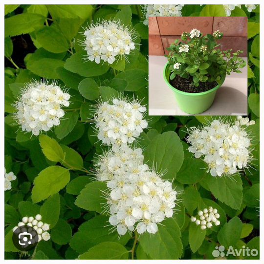 Спирея березолистная 