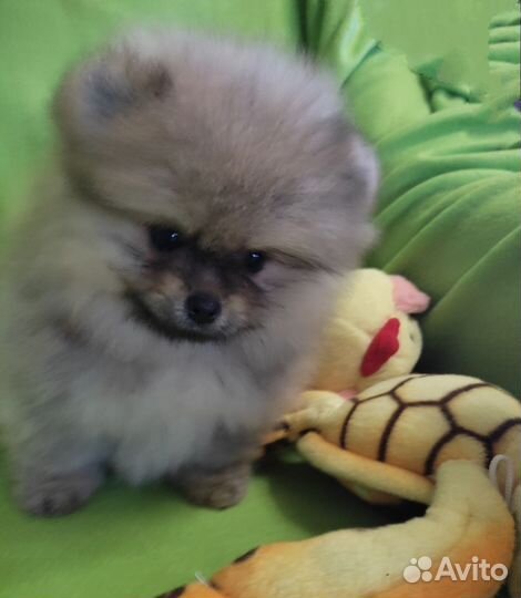 Мини 2 мес. Мальчик девочка