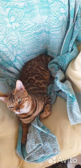 Бенгальская кошка