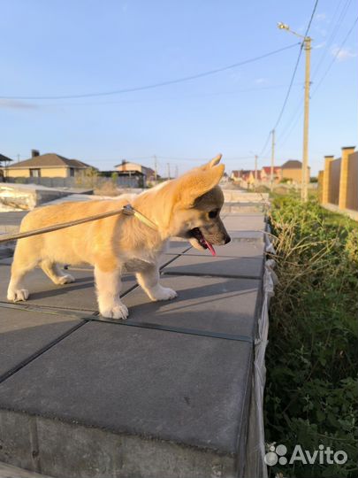 Вельш-корги пемброк