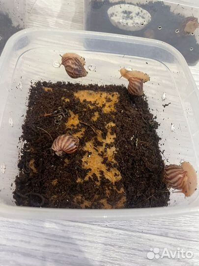 Улитки ахатины