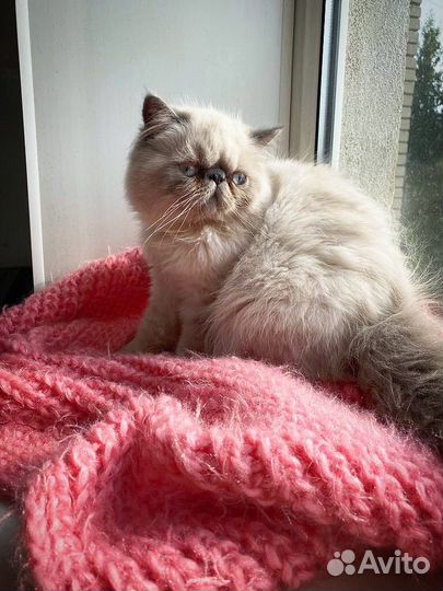 Персидская