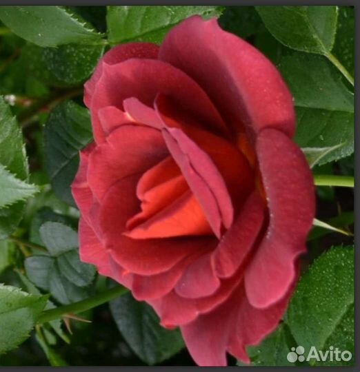 Роза Ангстрем, Зефир, Алая, Марон