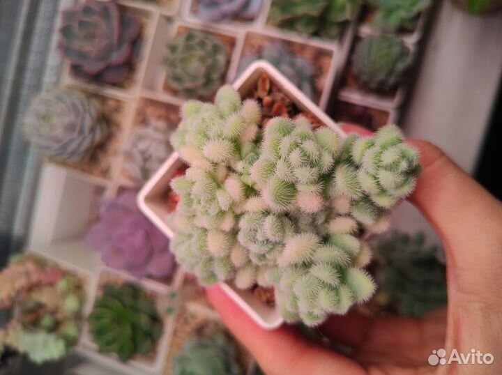 Седумы (пушистик, буррито, Франческо Балди)