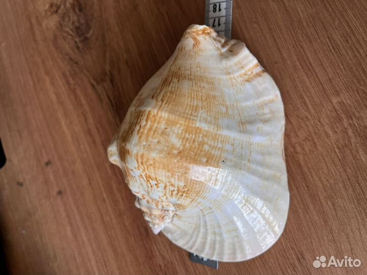 Морские ракушки раковины