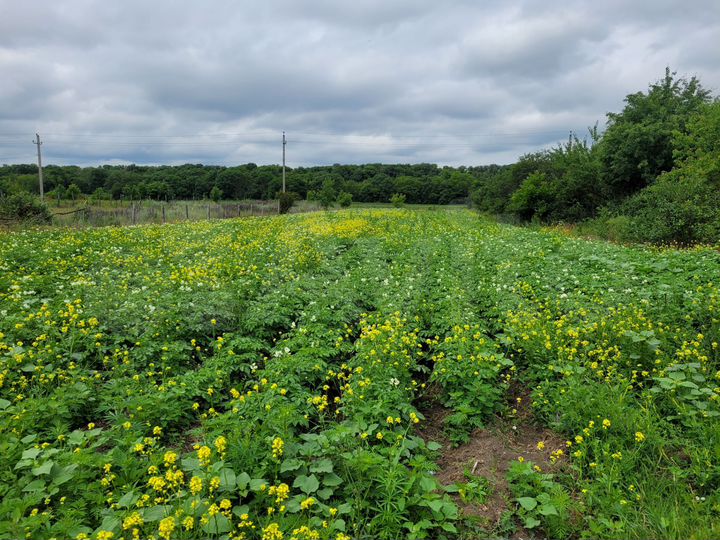 Участок 32 сот. (ИЖС)