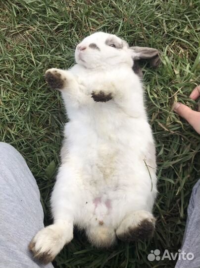 Декоративные кролики вислоухие