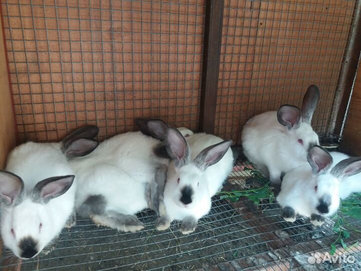 Калифорнийские кролики