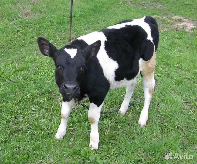 Маленький теленок