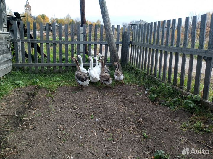 Продам животных