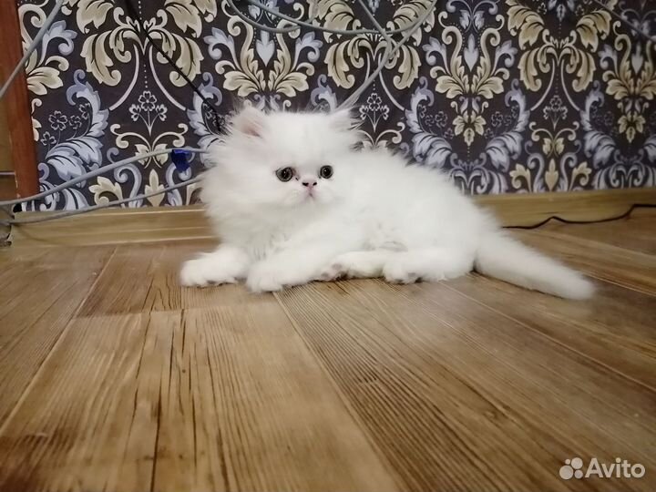 Персидские котята